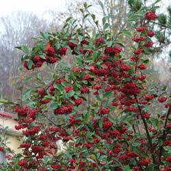 Cotoneaster lacteus / Cotoneaster lacteus